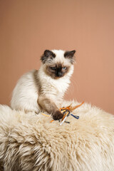 A small beige colored ragdoll baby kitten cat a on fluffy rug on brown background