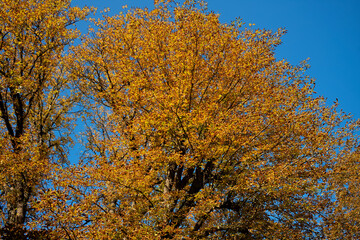 Chestnut tree in autumn trees against blue sky with fall colorful foliage in Metz, France