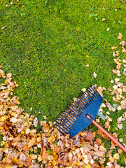 Pile of fall leaves with fan rake on lawn. View from above. Copy space