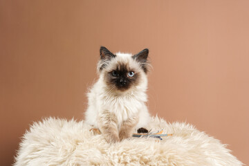 A small beige colored ragdoll baby kitten cat a on fluffy rug on brown background