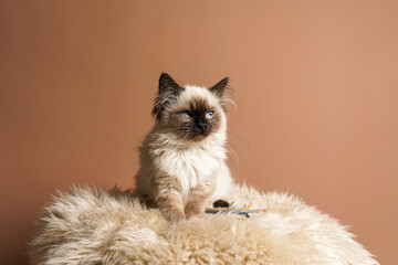 A small beige colored ragdoll baby kitten cat a on fluffy rug on brown background