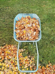 Wheelbarrow full of dried leaves.   Cleaning lawn from leaves.