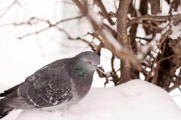 gray pigeon in the snow in the Park near the Bush