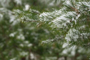 pine branches in the snow close-up on a blurry background
