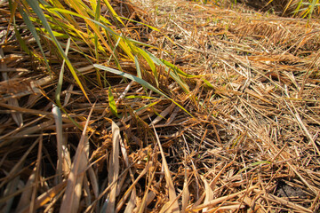 close-up of reeds on the river