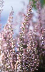 pink heather close-up, bokeh in the background