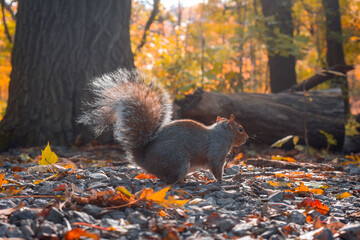 Brown squirrel with a bushy tail on a bright orange autumn day in the forest 