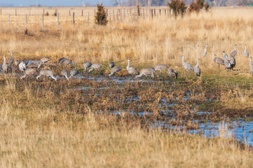 Obraz na płótnie Canvas Sandhill Cranes Feeding in a Wetland