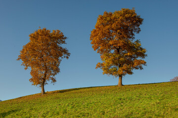 trees in the hills
