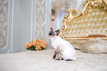 The theme of luxury and wealth. Young cat without a tail purebred bobtail Mecogon is on the big bed...