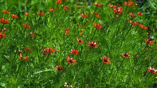 Summer pheasant eye plant or Adonis aestivalis