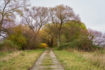 footpath leading to large trees at Elsflether Sand (district Wesermarsch, Germany) during a misty autumn day