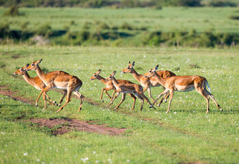 A small group of Impalas running in the Massai Mara Reserve, Kenya