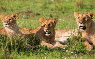 Fototapeta na wymiar Three young male lions resting in the grass. Taken in kenya