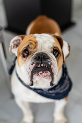 english bulldog portrait