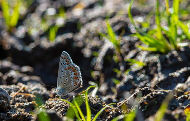 In hot summer day group of butterflies spends time by the river. cabbage butterfly, Pieris brassicae