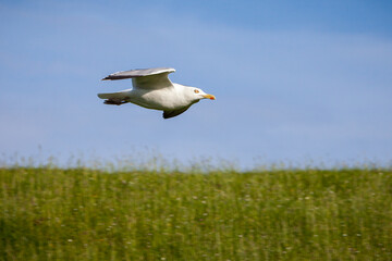 Fototapeta premium Möwe im Flug