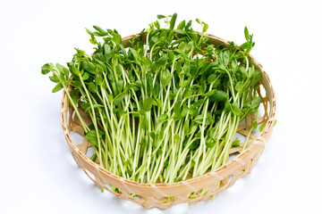 Pea Sprouts in bamboo basket on white background.