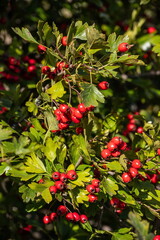 Obraz premium Branch of ripe hawthorn at sunny autumn day, close up