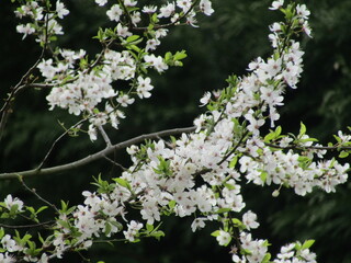 tree blossom