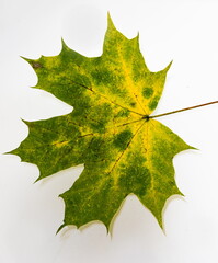Bright yellow-green autumn leaves on a white background. texture