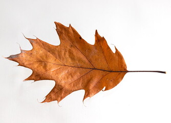 Bright yellow autumn leaves on a white background. texture