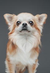 Fluffy adorable chihuahua dog with peach white fur