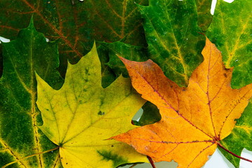 Bright yellow-green autumn leaves on a white background. texture