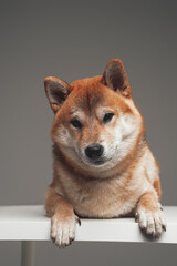 Shiba inu doggy lying on white table against gray background