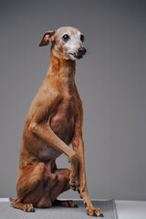 Adorable italian greyhound dog posing against gray background