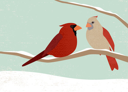 male and female cardinal birds