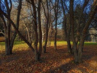 Trees in the autumn forest