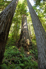 Giant Redwoods in Prairie Creek Redwoods National Park, California