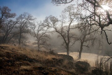 Morning Fog Clearing Away Through the Oak Trees in Winter at Payne's Creek Recreation Area, California