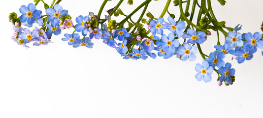 Spring is coming - bunch of forget-me-nots over white background