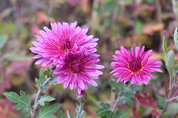 Flowering pink chrysanthemums. Autumn flowers in the garden.