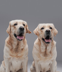 Couple of two pedigreed dogs posing against gray background