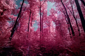 Türaufkleber Infrarotfoto - Ein wunderschöner surrealer Wald mit Infrarotlicht, das durch die rosa Blätter scheint - Deutschland - Hattingen © 39