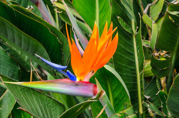 Obraz premium Close up of a strelitzia flower.