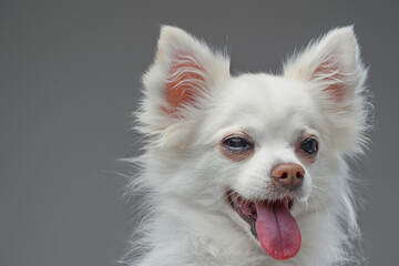 Joyful cute canine animal with white fluffy fur