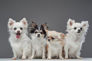Four chihuahua puppies with fluffy fur against gray background - obrazy, fototapety, plakaty