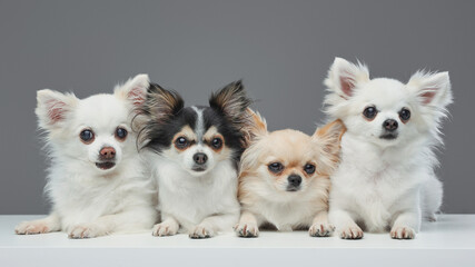 Group of four pomeranian chihuahua dogs with fluffy fur