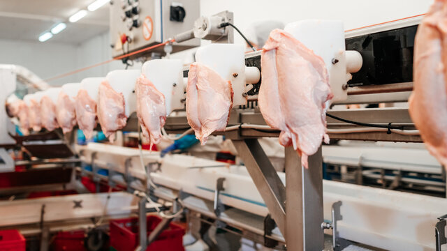 Conveyor Belt Food.Modern poultry processing plant.Meat processing plant.Chicken fillet production line.Automated production line in modern food factory.
