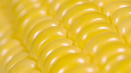 MACRO: Beautiful yellow lines of ripe corn kernels shine under a bright light. © helivideo