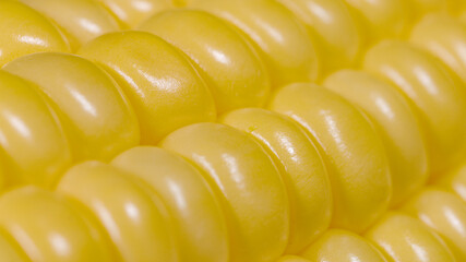 MACRO: Detailed shot of vibrant yellow corn kernels on a ripe organic cob.