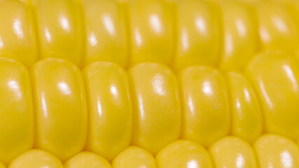 MACRO: Yellow lines of ripe corn kernels shine under a bright studio light.