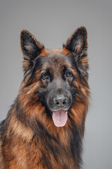 Portrait of adorable pedigreed shepherd belgian tervuren breed