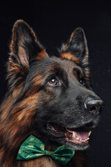 Belgian shepherd with green bow tie against dark background