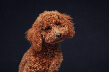 Fluffy little poodle with apricot fur against dark background