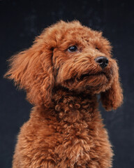 Fluffy miniature poodle with orange fur against dark background